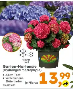 Globus Baumarkt Garten-Hortensie (Hydrangea macrophylla) Angebot
