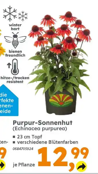 Globus Baumarkt Purpur-Sonnenhut (Echinacea purpurea) Angebot