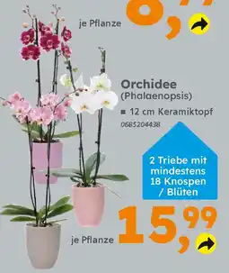 Globus Baumarkt Orchidee (Phalaenopsis) Angebot