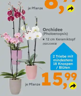 Globus Baumarkt Orchidee (Phalaenopsis) Angebot