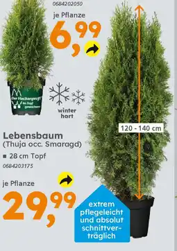 Globus Baumarkt Lebensbaum (Thuja occ. Smaragd) Angebot