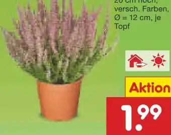 Netto Marken-Discount Calluna Angebot