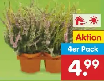 Netto Marken-Discount Dreifarbige Calluna Angebot
