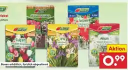 Netto Marken-Discount Garten Magie Blumenzwiebel Angebot