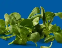 Lidl Bio-Feldsalat Angebot