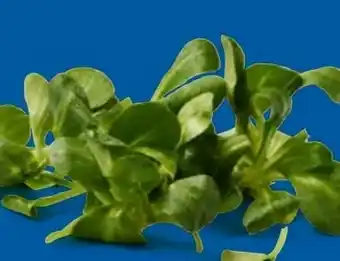 Lidl Bio-Feldsalat Angebot