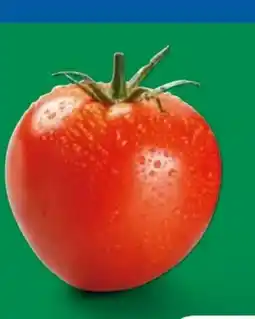 Lidl Strauchtomaten Angebot