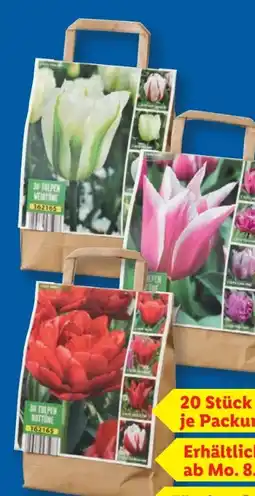 Lidl Tulpen Mix Angebot