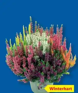 Lidl Heidekraut Calluna Angebot