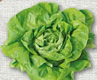 nahkauf Kopfsalat Angebot