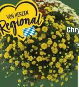 E-Center Chrysanthemenbusch Trio Angebot