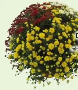 Edeka Chrysanthemenbusch Trio Angebot