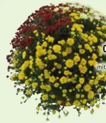 Edeka Chrysanthemenbusch Trio Angebot