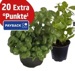 Edeka XL Basilikum Angebot