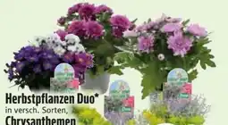 Edeka Herbstpflanzen Duo Angebot