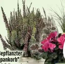 Edeka Bepflanzter Spankorb Angebot