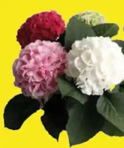Edeka Hortensie XXL Angebot