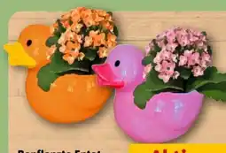 REWE Center Bepflanzte Ente Angebot