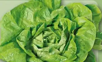 REWE Center Kopfsalat Angebot
