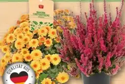 REWE Center Besenheide Dark Beauty Angebot