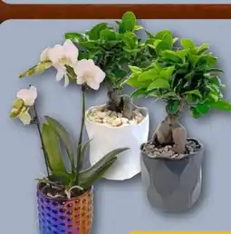 REWE Center Ginseng Bonsai Angebot