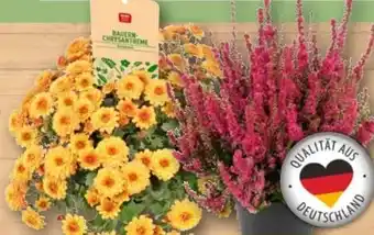 REWE Besenheide Dark Beauty Angebot