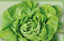 REWE Kopfsalat Angebot