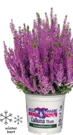 Globus Baumarkt Knospenheide Angebot