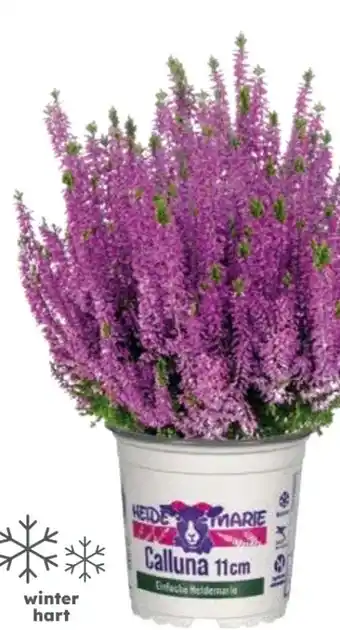 Globus Baumarkt Knospenheide Angebot