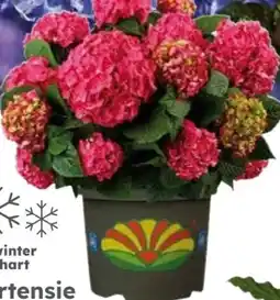 Globus Baumarkt Garten-Hortensie Angebot