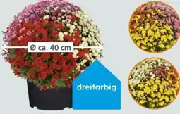 Globus Baumarkt Chrysanthemenbusch Trio Angebot