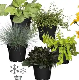 Globus Baumarkt Herbstzauber Angebot