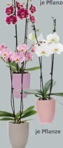 Globus Baumarkt Orchideen Phalaenopsis Angebot