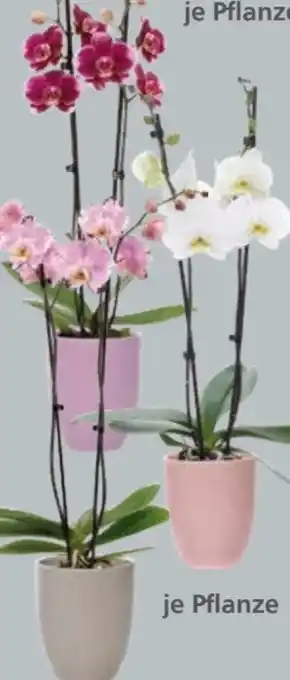Globus Baumarkt Orchideen Phalaenopsis Angebot