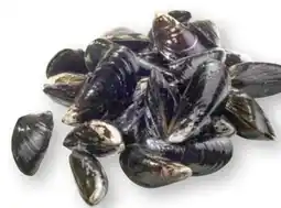 Scheck-in-Center Föhrer-Muscheln Angebot
