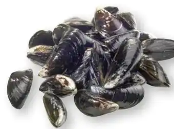 Scheck-in-Center Föhrer-Muscheln Angebot