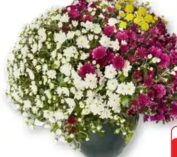 Edeka Gardenline Chrysanthemen-Büsche-Trio Angebot