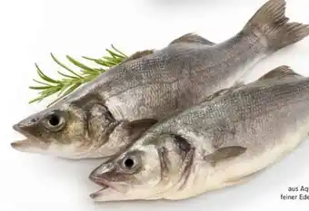 Edeka Wolfsbarsch Loup de Mer Angebot