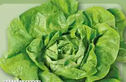 REWE Center Rewe Regional Kopfsalat Angebot