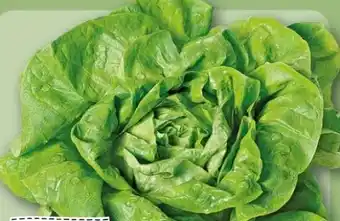 REWE Center Rewe Regional Kopfsalat Angebot