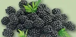 REWE Center Rewe Regional Brombeeren Angebot