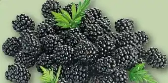 REWE Center Rewe Regional Brombeeren Angebot