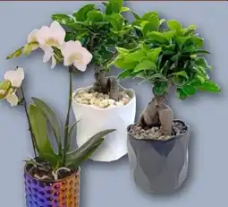 REWE Ginseng Bonsai Angebot