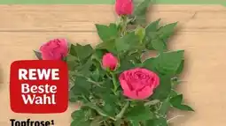 REWE Rewe Beste Wahl Topfrose Angebot