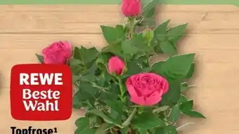 REWE Rewe Beste Wahl Topfrose Angebot