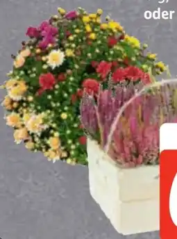 Edeka Chrysanthemen Busch Angebot