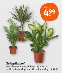tegut Grünpflanze Angebot