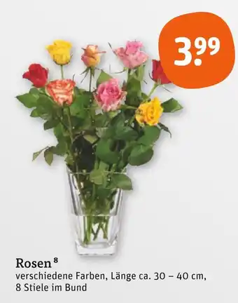 tegut Rosen Angebot