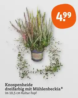 tegut Knospenheide dreifarbig mit mühlenbeckia Angebot