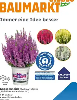 Globus Baumarkt Heidemarie knospenheide (calluna vulgaris „heidemarie die einfache“) Angebot